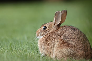 bavlník králík, divoký králík, tráva, králičí, Králíček, dvorku, hnědý, zblízka, Příroda, volně žijících živočichů, roztomilý králík