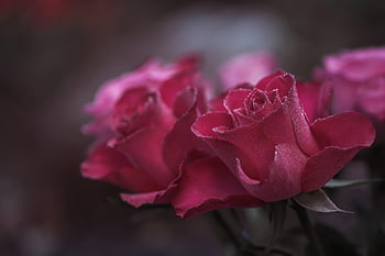 rozen, roze rozen, boeket rozen, waterdruppel, regendruppel, dauwdruppel, dauw, macro