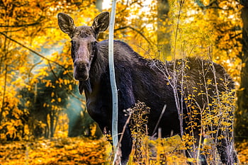 moose, animal, wildlife, elk, female, mammal, nature, forest, fall, autumn, cow
