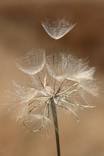 flower, dandelion, plant, seeds, flora, wind, beautiful Flowers, flower Background, flower Wallpaper, nature