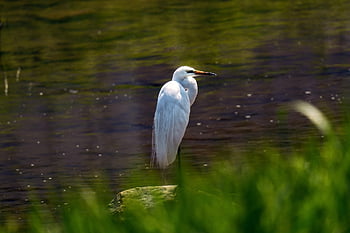 bird, common Heron, ornithology, species, fauna, avian, wildlife, beak, nature, animal, wings