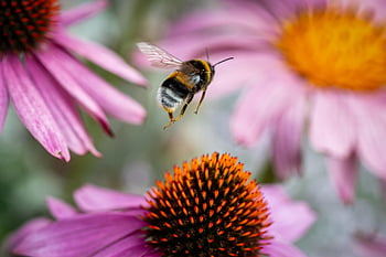 bumblebee, flying Insect, insect, pollen, pollinate, fauna, flora, hymenoptera, echinacea, background, bumblebee Wallpaper