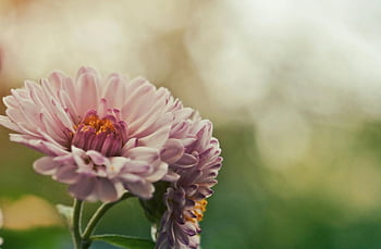 roze bloem, macro schot, bloeiende chrysanten, zachte achtergrond, onscherpe achtergrond, roze chrysanten, Close-up shot, florale fotografie, natuurfotografie, delicate bloemblaadjes, tuin bloemen