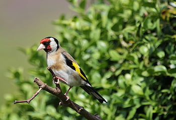 European Goldfinch, white brown black feathered bird, close-up, perched, branch, lush greenery, nature, wildlife, bird photography, outdoor scene