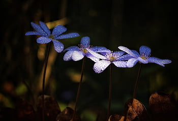 spring, beautiful Flowers, liver Flower, flower, nature, forest, sunlight, flower Background, shadow, blue, flower Wallpaper