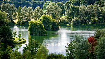 zielone drzewo liściaste, spokojne jezioro, bujne zielone drzewa, Refleksje liści, odbicia wody, naturalna sceneria, spokojny krajobraz, zieleń, piękno na zewnątrz, spokojne środowisko, fotografia przyrodnicza