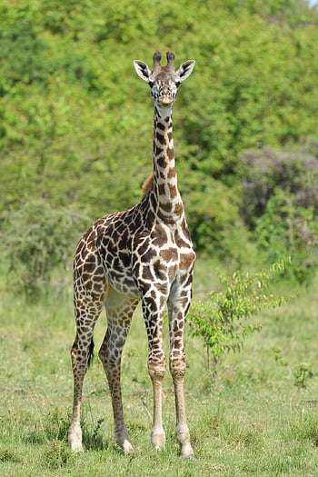 masai Giraffe, giraffe, nature, baby Giraffe, animal, masai Mara, africa, wildlife, mammal, giraffe Camelopardalis