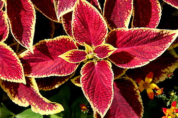 flowers, coleus, plants, foliage, decorative, garden, gardening, horticulture, botany, flora, colorful
