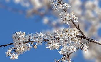 kirsebærblomster, sakura, blomster, blomst tapet, grener, hvite blomster, hvite kronblade, blomst, blomstre, flora, natur
