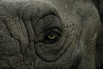 olho de elefante, Preto e branco, fechar-se, textura detalhada, rugas, olho animal, fotografia da vida selvagem, monocromático, retrato de elefante, fotografia da natureza, Close-up de elefante