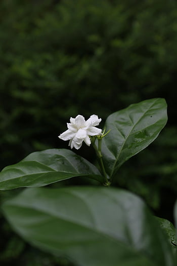 Jasmin-Blume, Nahansicht, grüne Blätter, natürliche Schönheit, detailliert, weiße Blume, üppige Blätter, Blumen-, Natur, Pflanze, Garten
