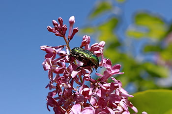 scarafaggio, coleottero rosa, lillà, lillà rosa, fiori rosa, petali, petali di rosa, fioritura, fiorire, flora, fauna