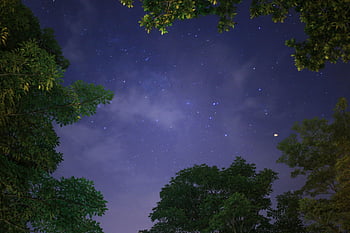 ローアングル写真、 星の下の木、 夜空、 穏やかな夜、 星空、 緑豊かなツリートップ、 夜の写真、 屋外の夜のシーン、 星に満ちた空、 夜の自然、 天の眺め