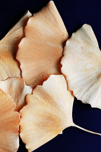 braune Blätter, schwarze Oberfläche, getrocknete goldene Ginkgoblätter, dunkler Hintergrund, vertikaler Schuss, Textur, Herbstblätter, Herbstlaub, Naturfotografie, Blattdetails, Nahaufnahmen