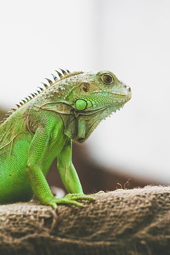 leguán, ještěrka, plaz, chameleón, zvíře, volně žijících živočichů, zelený leguán, Příroda, zelená