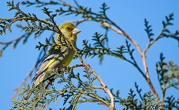 pták, greenfinch, pěnkava, pozorování ptáků, Příroda, druh, fauna, ptačí, zvíře, volně žijících živočichů