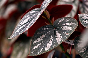 leaves, plant, pattern Leaves, textured, nature