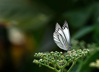 Western gestreifter Albatros, Blumen, bestäuben, Blumentapete, Schmetterling, schöne Blumen, Bestäubung, Insekt, geflügeltes Insekt, Schmetterlingsflügel, blühen