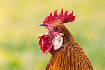 chicken, bird, animal, rooster, poultry, farm, feathers, plumage, wildlife, nature