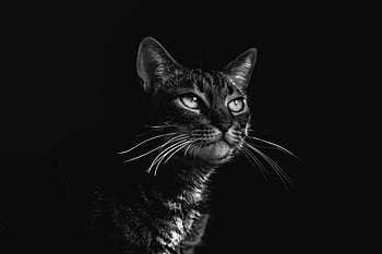 sort tabby kat, Selektiv fokusfotografering, Elegant portræt, sort og hvid, Slående detaljer, udtryksfulde øjne, kat fotografering, tabby kat, sort baggrund, dyreportræt, monokrom fotografering