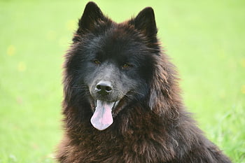 dog, dog Eurasier, bitch Ploublue Eurasier, young Bitch, shits, color Black, black Fur, eurasier, doggie, canine, animal