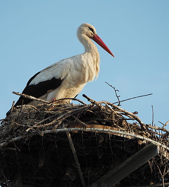 stork, bird, nest, wading Bird, animal, wildlife, feathers, plumage, beak, nature, closeup