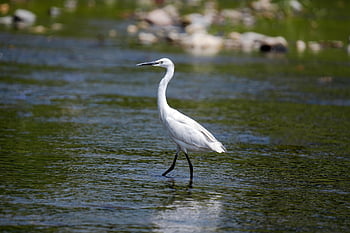 bird, common Heron, ornithology, wings, lake, nature, species, fauna, avian, animal, beak