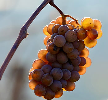 winogrona, owoc, wino, uprawa winorośli, Rebstock, jesień, żniwa, dojrzały, Słodkie, rolnictwo
