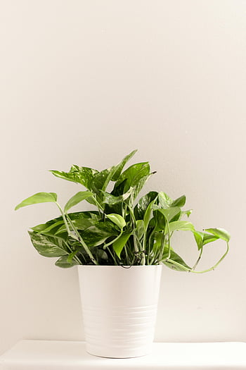 green potted plant, vibrant green houseplant, sleek white pot, natural freshness, indoor plant, houseplant decor, green foliage, indoor greenery, modern houseplant, white planter, fresh indoor plant