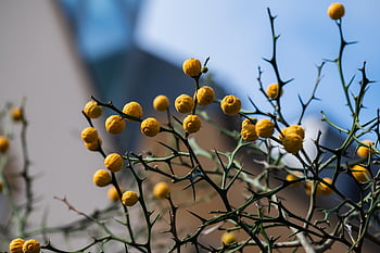 yellow Fruits, thorn Tree, thorny Leaf Bush, dry Branches, autumn, nature, lemon Tree, green Leaves, rain, sad, barbed Wire Fence