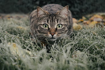kucing, alam, kucing betina, bidang, membelai, hewan, kucing rumahan, licik, mamalia, imut, padang rumput