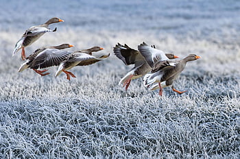 gray Geese, nature, approach, winter, meadow, frost, snow, birds, migratory Birds