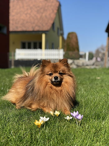 dog, flower Background, meadow, kleinspitz, purebred Dog, nature, flower, yellow, beautiful Flowers, violet, heaven