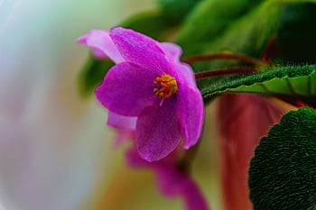 afrikansk fialka, blomst, vakre blomster, blomst bakgrunn, blomst tapet, romblomst, natur, nærbilde