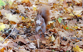 Eichhörnchen, Sitzung, Blätter, Nieder, trocken, Boden, Wald, der Herbst, Tier, Nagetier, Pelz