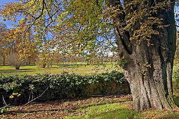 albero, ippocastano, autunno, aesculus hippocastanum, secolare, caduta delle foglie, colori autunnali, parco, natura, all'aperto