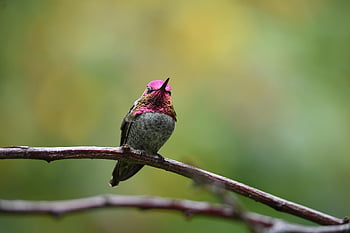 hummingbird, ruby-throated Hummingbird, bird, perched, branches, perched Bird, beak, plumage, feathers, ave, avian