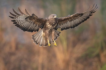 buzzard, bird, flying, common Buzzard, animal, bird Of Prey, raptor, wildlife, wings, plumage, flight