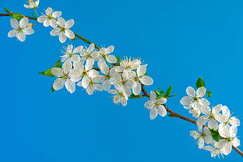 kirsebærblomster, sakura, blomster, grener, hd bakgrunnsbilde, hvite blomster, hvite kronblade, vakre blomster, blomst bakgrunn, blomst, blomstre