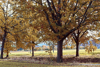 avenue, dub, stromy, louka, cesta, Příroda, podzim, podzimní barvy, podzimní, listy, podzimní listí