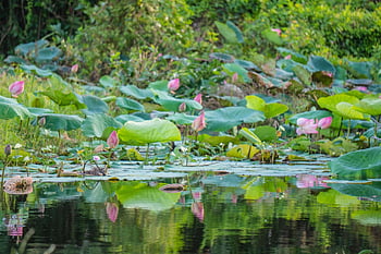 flower, lotus, nature, botany, plant, growth, bloom, blossom