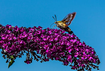 kolibřík jestřáb-můra, motýlí keř, opylování, lepidoptera, sphingidae, motýl, květiny, hmyz, Příroda, zvíře, fauna