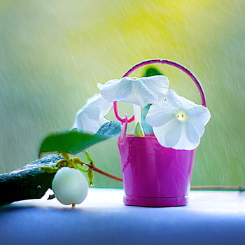 beauty, macro, flower, flowers, love, summer, bloom, bokeh, phlox, floral