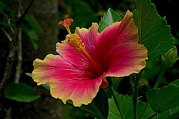 hibiscus, blossom, bloom, pink, yellow, close-up, flora, flower, nature