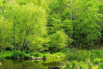 zone umide, conservazione delle zone umide, palude di primavera, palude, natura, paesaggio, brughiera, paludoso, acqua, stagno, alberi primaverili