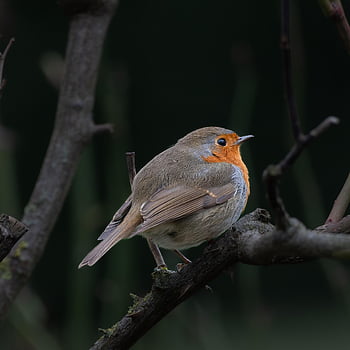 새, 남자 이름, 깃털, 우는 새, 조류학, 들새 관찰, 야생 생물, 귀엽다, 옥외, 낙 rubecula, 늙은 세계 비행 사냥꾼