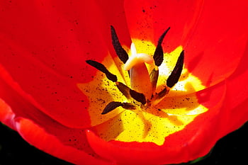 tulip, flowers, red, spring, garden, stamens, macro, cereal, nature, blooming