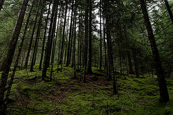 Forest, evergreen forest, mossy ground, serene view, scenic view, lush forest, nature's beauty, green forest, woodland scene, moss-covered forest, tranquil forest