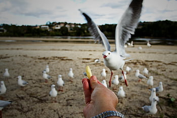 bird, seagull, flying, wildlife, feed, fauna, species, avian, animal, nature