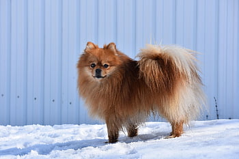 Pes, zlatíčko moje, Domov, špic, pomeranian, portrét, zvířat, kožešinový, roztomilý, pohled, domácí zvíře
